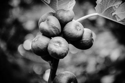 Close-up of fruits on plant