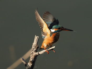 Bird perching on a branch