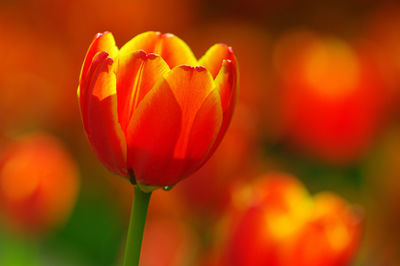 Close-up of red tulip