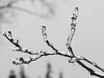 Low angle view of bare branches against sky