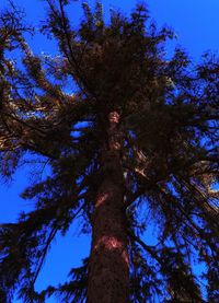 Low angle view of tree against sky