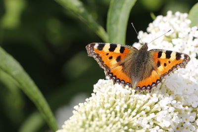 Close-up of butterfly pollinating on flower