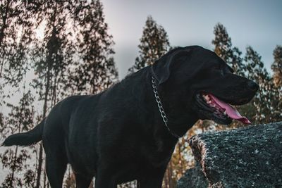 Close-up of black dog sticking out tongue against sky