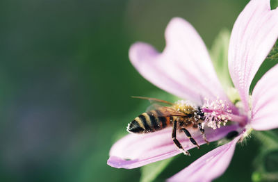 Close-up of bee pollinating on purple flower