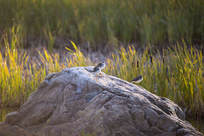 Two greater yellowlegs standing on rock during a golden hour morning