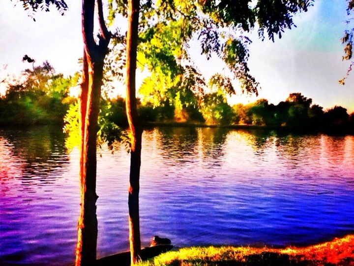water, tree, lake, tranquility, tranquil scene, scenics, beauty in nature, reflection, sky, nature, sunset, idyllic, river, rippled, growth, calm, no people, lakeshore, outdoors, branch