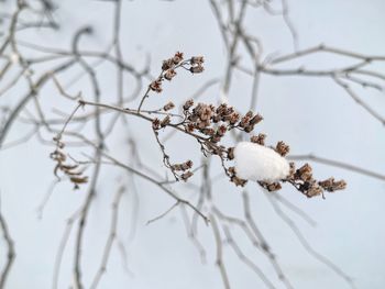 Close-up of snow on plant