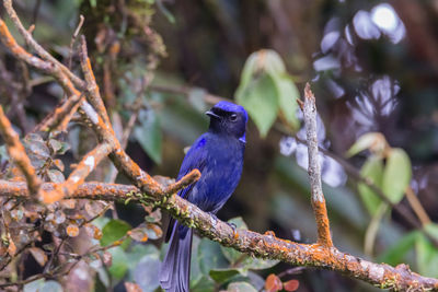 Close-up of bird perching on branch