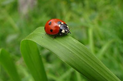 Close-up of ladybug on leaf