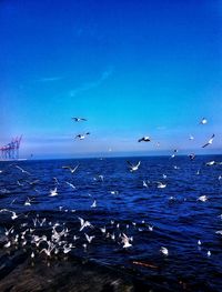 Seagulls flying over sea against blue sky