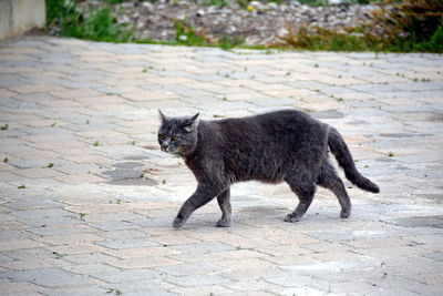 Portrait of black cat on road