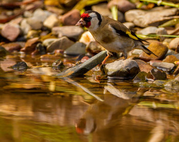 Close-up of bird perching on rock by lake