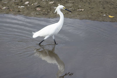 High angle view of bird in lake