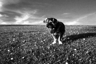 Dog standing on grassy field