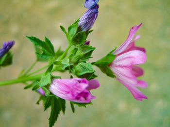 Close-up of pink flowering plant leaves