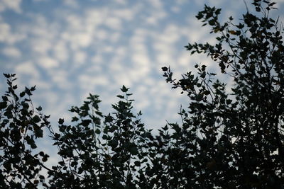 Low angle view of silhouette trees against sky