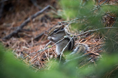 Close-up of lizard on the ground