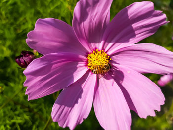 Close-up of pink flower