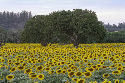 Yellow flowers growing on field
