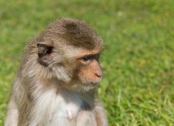 Close-up of monkey looking away on field