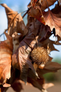 Close-up of dried leaves