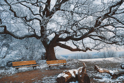 Bare tree on snow covered field