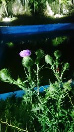 Close-up of flowers blooming outdoors