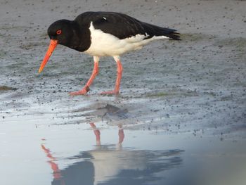 Side view of seagull standing on beach