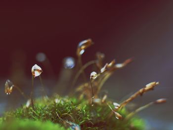 Close-up of plant against blurred background