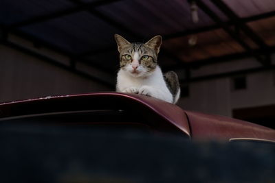 Portrait of cat looking down