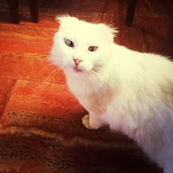 Portrait of white cat