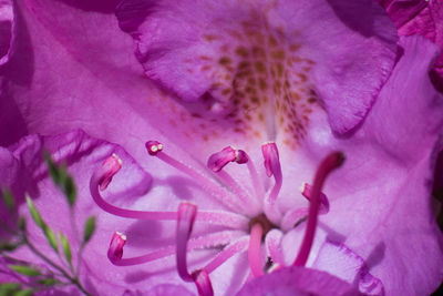 Close-up of fresh pink flower