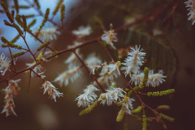 Close-up of white flowering plant