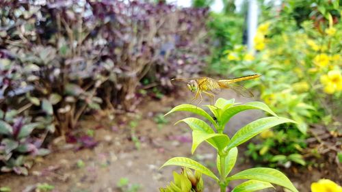 Close-up of insect on plant