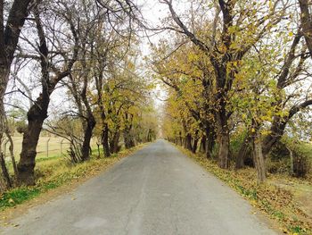 Empty road along trees