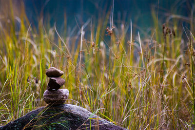 Close-up of grass