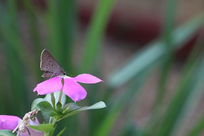 Close-up of butterfly pollinating on pink flower