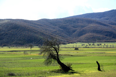 Scenic view of grassy field against sky