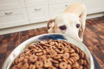 Close-up of food in bowl against dog at home