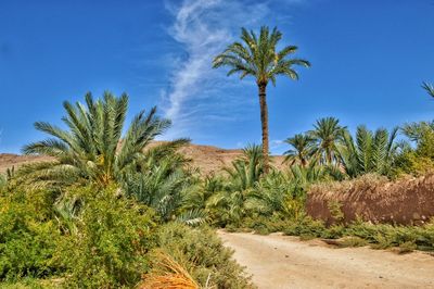 Palm trees on landscape against blue sky