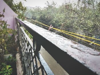 Trees by bridge