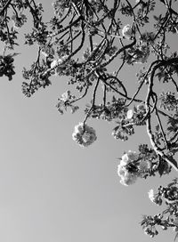 Low angle view of flowering tree