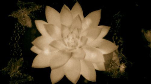 Close-up of flower blooming outdoors