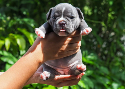 Close-up of hand holding small dog
