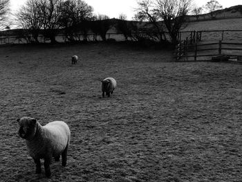 Sheep in farm