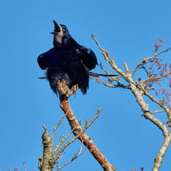 Low angle view of bird perching on a tree