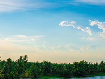Trees on field against sky