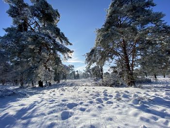 Snow-covered moor, wonderful winter landscape