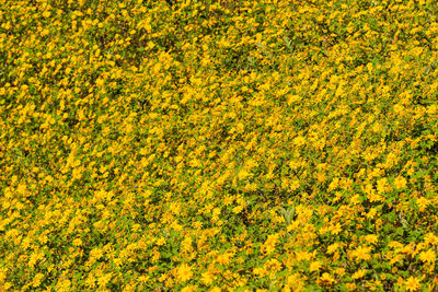 Full frame shot of yellow flower field