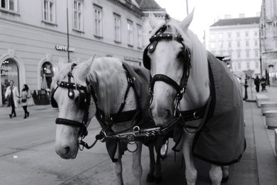 Horse cart on street in city